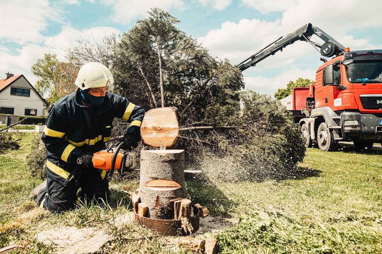 Best Stump Grinding Near Me  in Advance, MO